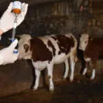 Hayvancılıkta Yeni Dönem