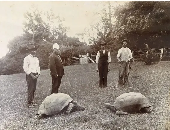 Jonathan, 1882'de Sir William Grey-Wilson'a hediye olarak St. Helena'ya geldi; Grey-Wilson daha sonra adanın valisi oldu. Bu fotoğraf o sıralarda çekilmiş olup, Jonathan solda yer almaktadır. Fotoğraf: AL Innes