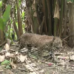 Jaguarler, IUCN Kırmızı Listesi'nde "Tehdit Altında Olmaya Yakın" kategorisinde yer almaktadır