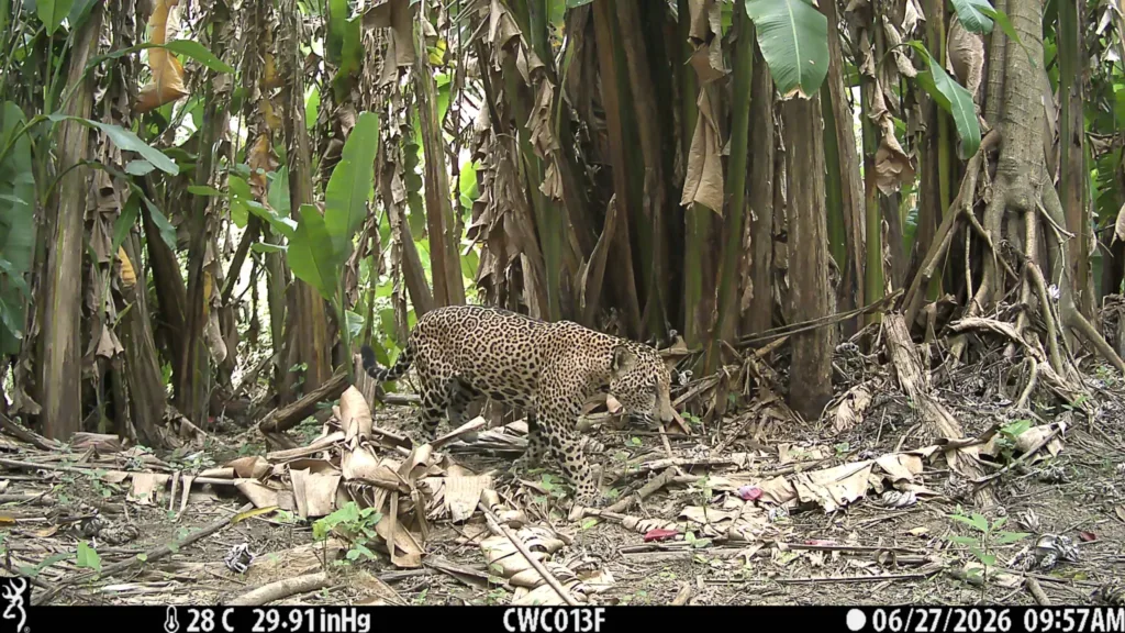 Jaguarler, IUCN Kırmızı Listesi'nde "Tehdit Altında Olmaya Yakın" kategorisinde yer almaktadır
