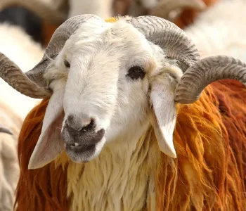 2026 Vekaletle Kurban Kesim Bedelleri Belli Oldu