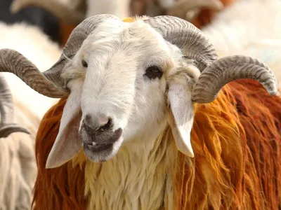 2026 Vekaletle Kurban Kesim Bedelleri Belli Oldu