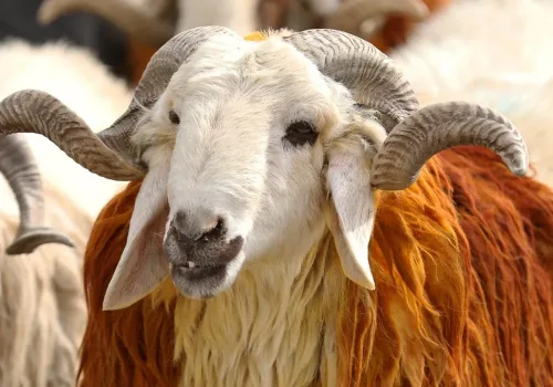 2026 Vekaletle Kurban Kesim Bedelleri Belli Oldu