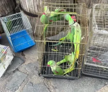 39 Papağan Koruma Altında