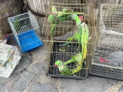 39 Papağan Koruma Altında