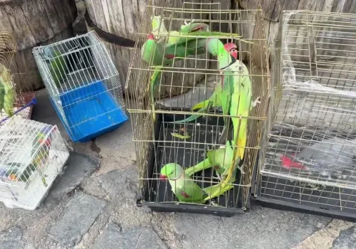 39 Papağan Koruma Altında