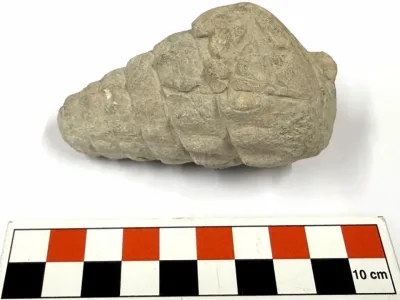 Ankara Külhöyük’te 66 Milyon Yıllık Gastropoda Fosili Keşfi