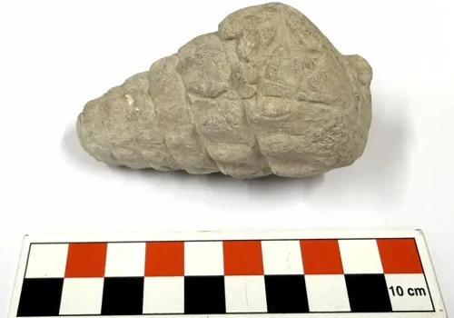 Ankara Külhöyük’te 66 Milyon Yıllık Gastropoda Fosili Keşfi