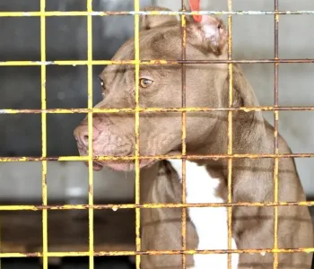 Ankara’daki Pitbull Dehşetinde Sorumsuz Sahibe Hapis İstemi