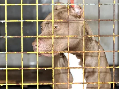 Ankara’daki Pitbull Dehşetinde Sorumsuz Sahibe Hapis İstemi