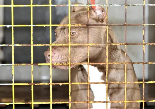 Ankara’daki Pitbull Dehşetinde Sorumsuz Sahibe Hapis İstemi