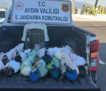 Aydın'da Otobüs Bagajından 12 Tavus Kuşu Çıktı