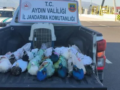 Aydın'da Otobüs Bagajından 12 Tavus Kuşu Çıktı