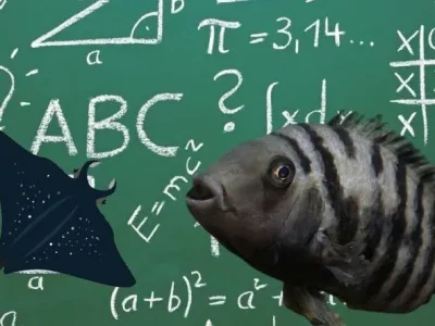 Balıklar Matematik Yapabilir mi