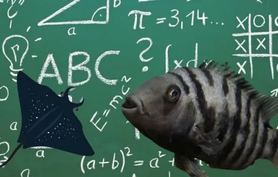 Balıklar Matematik Yapabilir mi