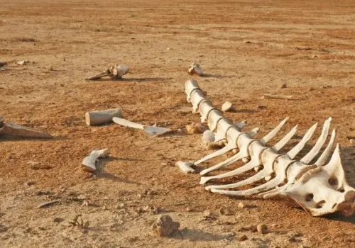 Bir Milyon Tür Yok Olma Tehdidiyle Karşı Karşıya