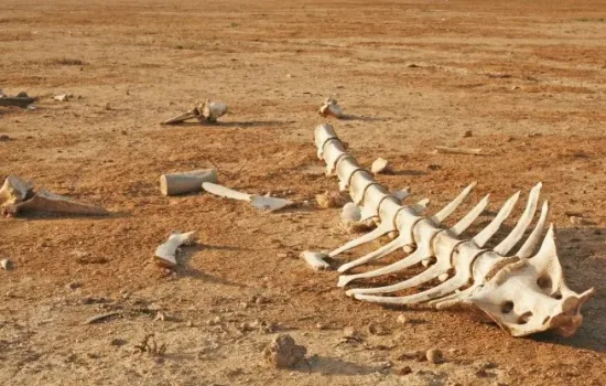 Bir Milyon Tür Yok Olma Tehdidiyle Karşı Karşıya