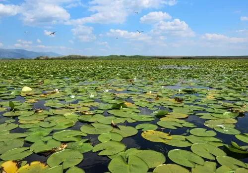 Biyoçeşitlilik ve Habitat Koruma Projelerine Büyük Destek