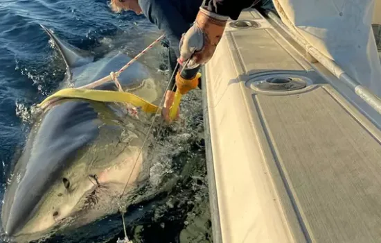 Büyük Beyaz Köpekbalığı: Contender