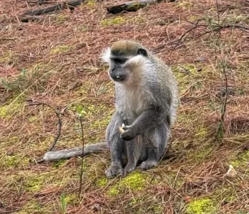 Denizli Ormanlarında Maymun Sürprizi