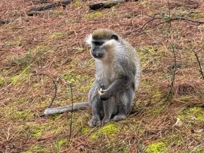 Denizli Ormanlarında Maymun Sürprizi