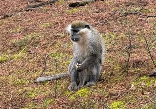 Denizli Ormanlarında Maymun Sürprizi