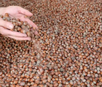 Dünya Türk Fındığına Doymuyor