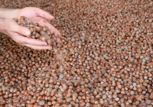 Dünya Türk Fındığına Doymuyor