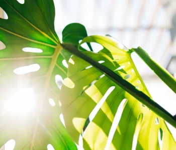 Ev Bitkileri İçin Doğru Işık Rehberi