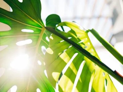 Ev Bitkileri İçin Doğru Işık Rehberi