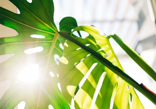 Ev Bitkileri İçin Doğru Işık Rehberi