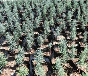 Gabar’da Yeşil Dönüşüm