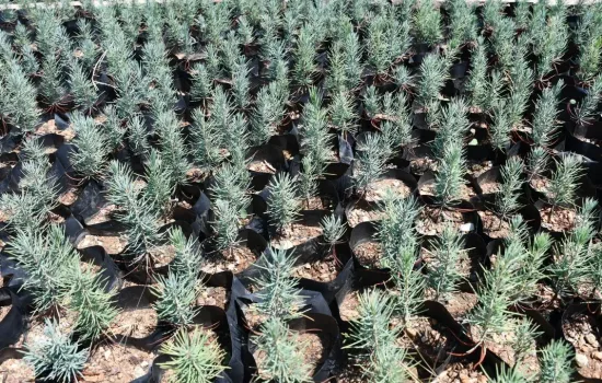 Gabar’da Yeşil Dönüşüm