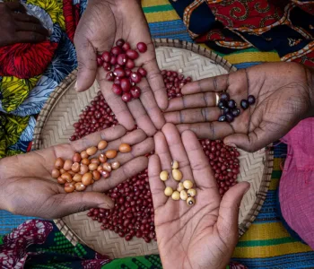 Geleceğin Gıda Sigortası Hakkında Her Şey