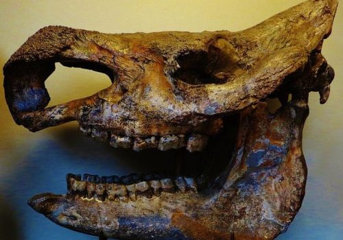 Gergedan Evriminin Moleküler Haritası Yeniden Çizildi