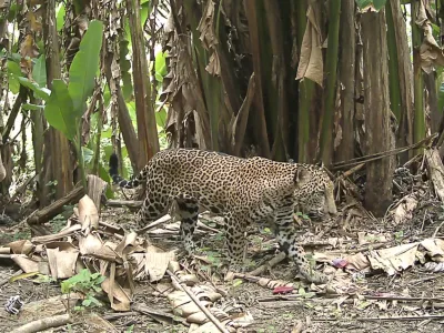 Jaguarler, IUCN Kırmızı Listesi'nde "Tehdit Altında Olmaya Yakın" kategorisinde yer almaktadır