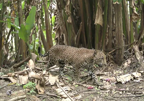 Jaguarler, IUCN Kırmızı Listesi'nde "Tehdit Altında Olmaya Yakın" kategorisinde yer almaktadır