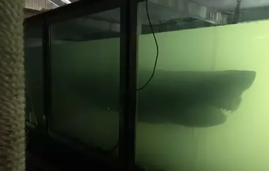 Hayalet Parkın Büyük Beyaz Köpekbalığı Rosie Geri Döndü