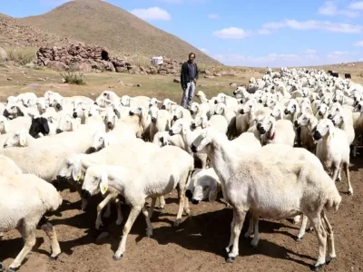 Hayvan Varlığında Türkiye Zirvede