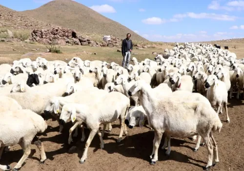 Hayvan Varlığında Türkiye Zirvede