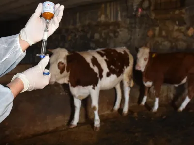 Hayvancılıkta Yeni Dönem