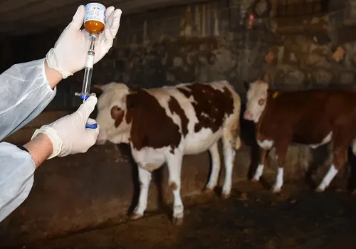 Hayvancılıkta Yeni Dönem