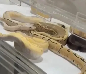 İstanbul Çatalca'da Evden 42 Kaçak Yılan Çıktı