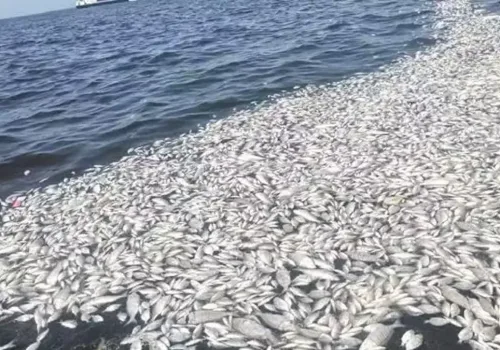 İzmir Körfezi'nde Gizemli Balık Ölümleri Paniği