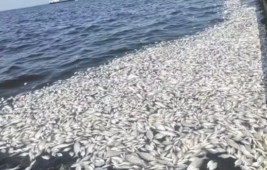 İzmir Körfezi'nde Gizemli Balık Ölümleri Paniği