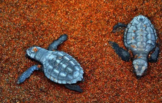 İztuzu'nda Yuva Rekoru: Caretta Carettalar Geri Döndü