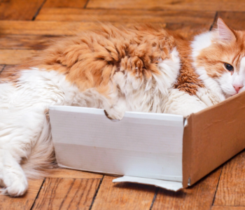 Karton Kutular ve Kediler