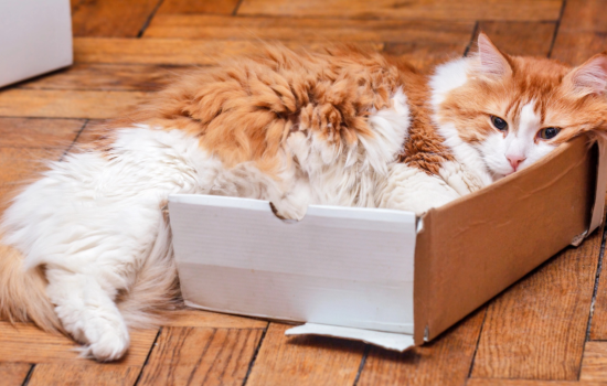 Karton Kutular ve Kediler
