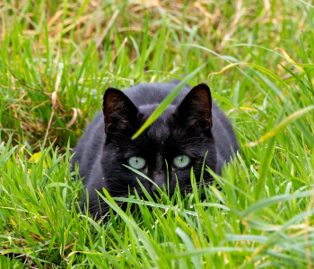 Kedi Videoları Bilime Işık Tutuyor