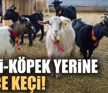 Kedi ve Köpeğe Rakip Çıktı: Sevimli Cüce Keçiler